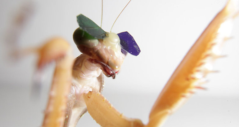 Una mantis