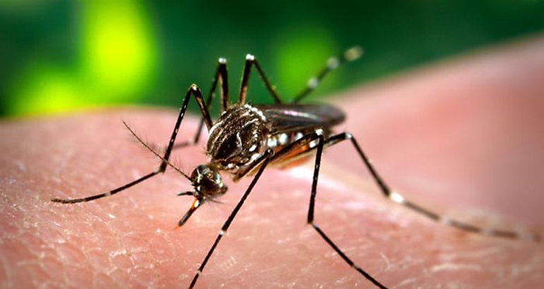 Aedes aegypti