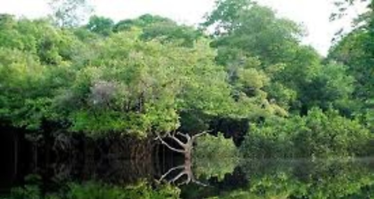 Selva