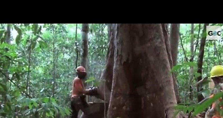 Bosques