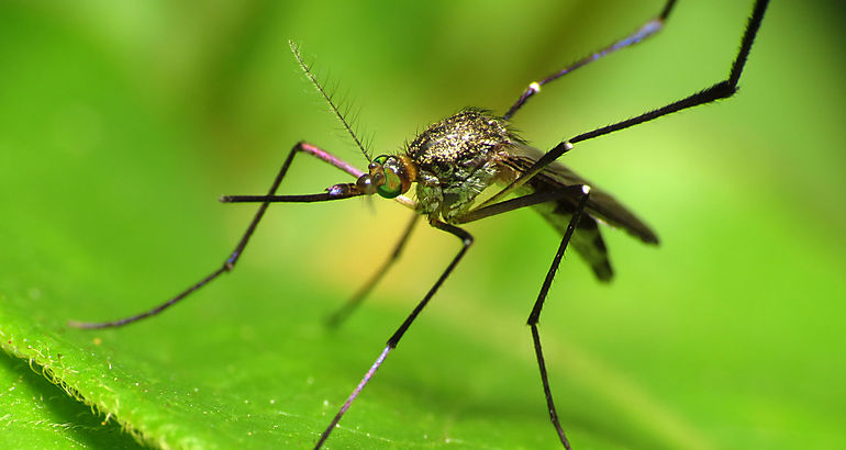 Mosquito