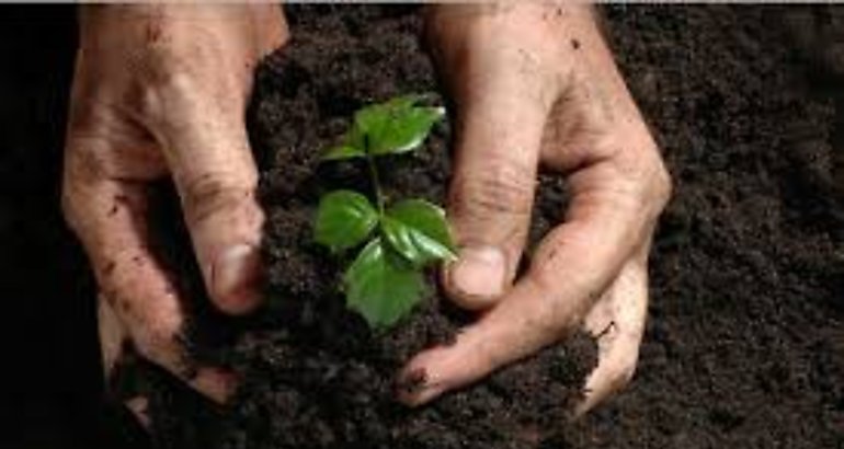 reforestar