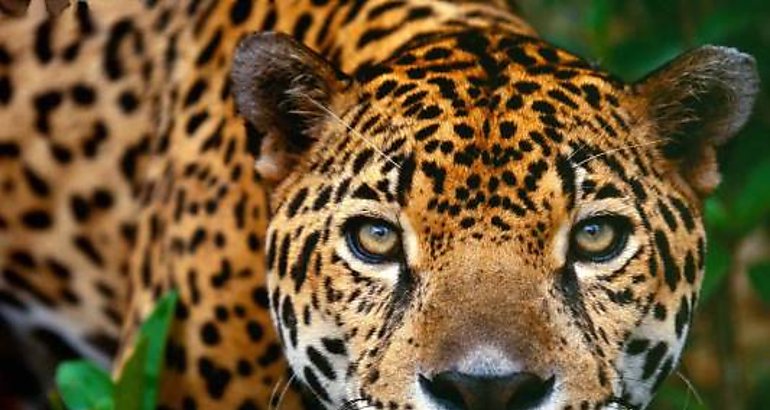 Jaguar
