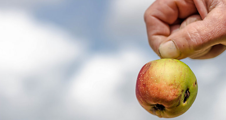 Apple