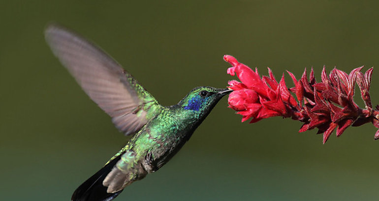 Colibri