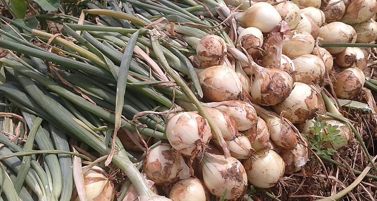 Cebollas 