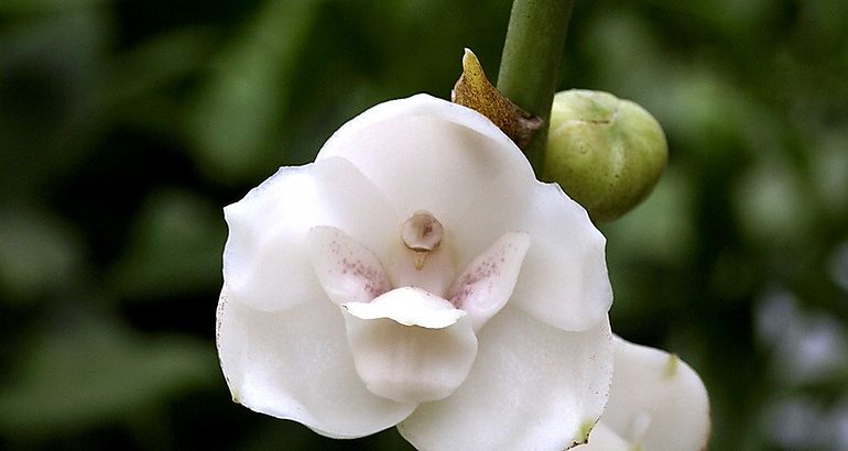 Orqudea Espritu Santo