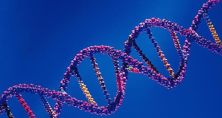 genes adn