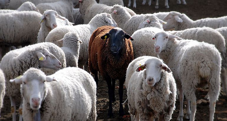 peste animales ovejas