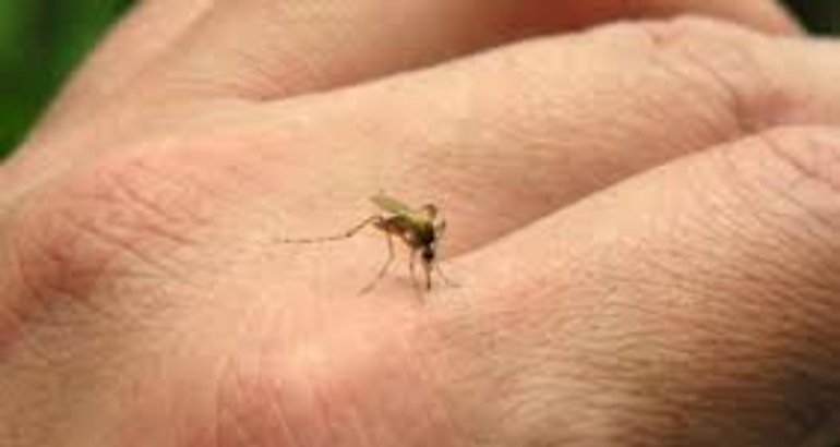 mosquito zika