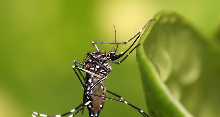 Zika