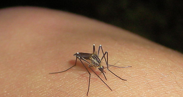 Aedes 
