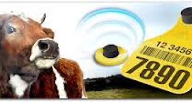 trazabilidad  bovina