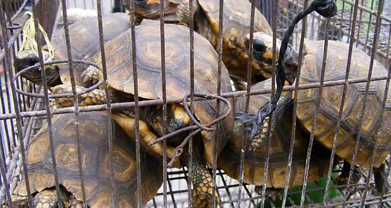 Trafico Animales Tortugas