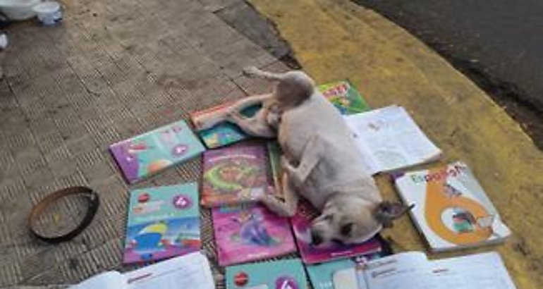 Perro