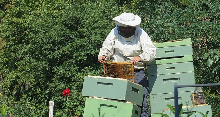 Apicultor Abejas