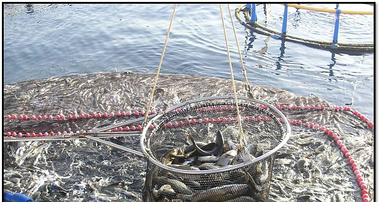 Acuicultura Pesca Peces