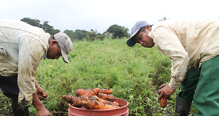 Productores