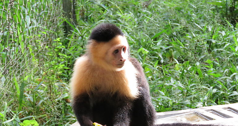monos ardillas 