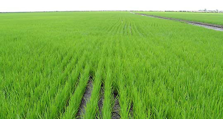 Arroz