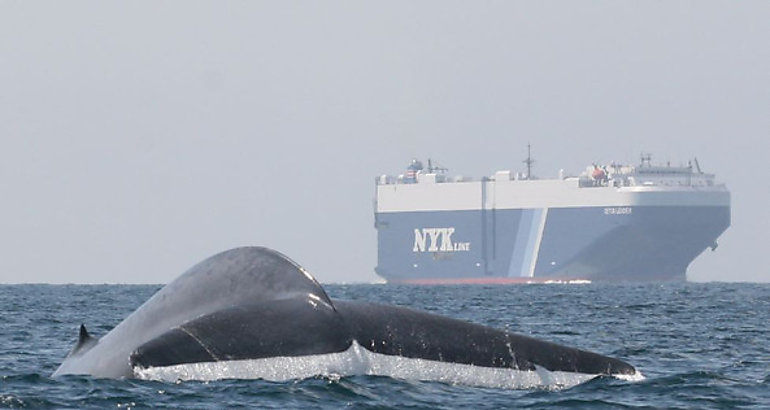 Ballena 