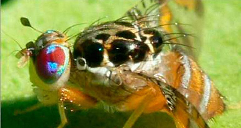 LA MOSCA DEL MEDIERRNEO