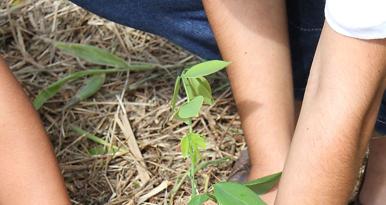 Reforestacin