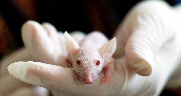 Ratn de laboratorio