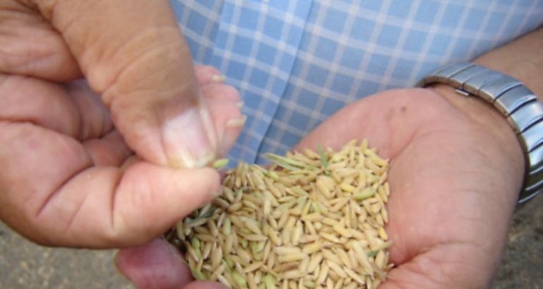 Arroz