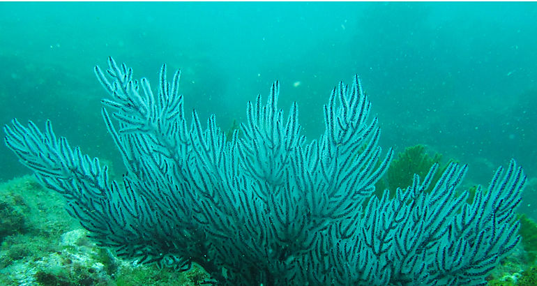 Coral