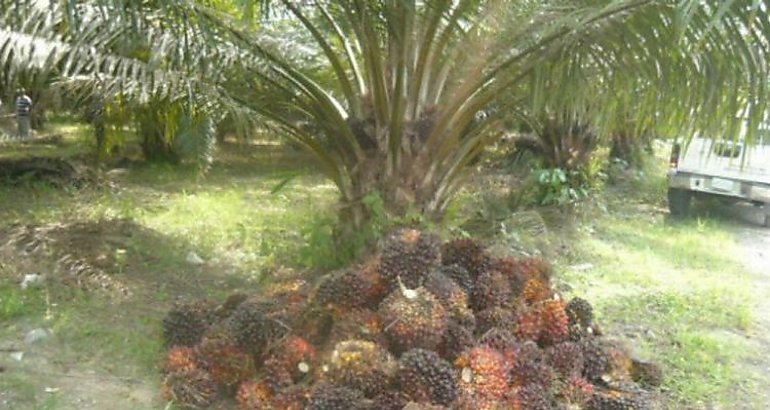 Aceite de palma