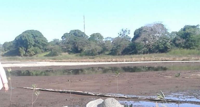 Reforestacin en humedales 
