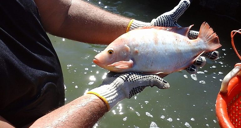  Tilapia Roja 