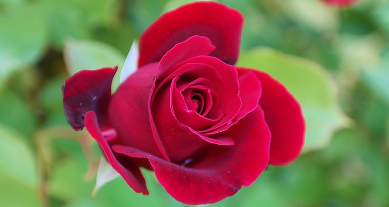 Flor rosa 