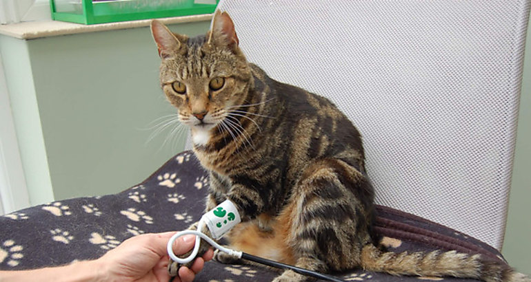 Los gatos tambin son hipertensos