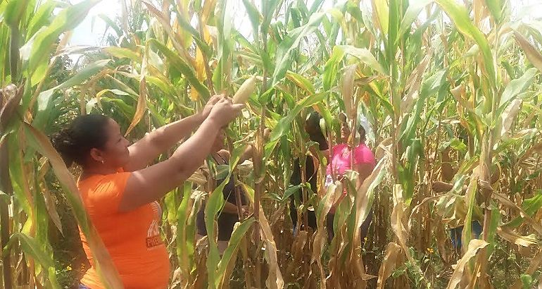 red  d e oportunidades  mujeres  productivas  agro