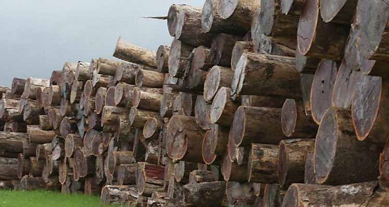Madera