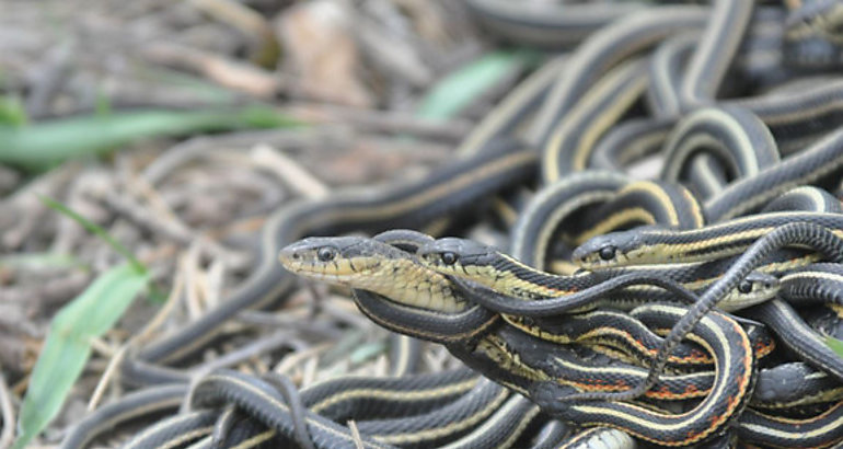 Serpiente
