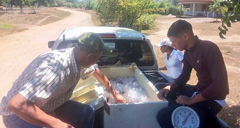 Productores Acucolas