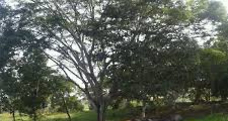 Ganado