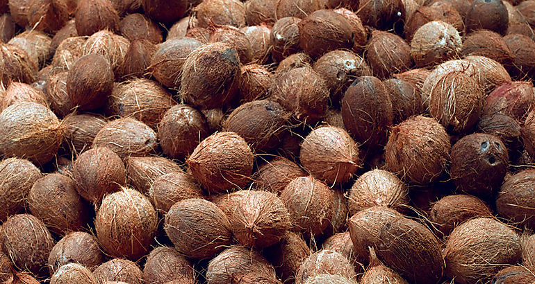 cocos