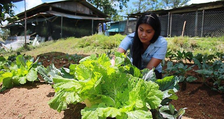 Una nueva alternativa para producir sus propios alimentos  huerto