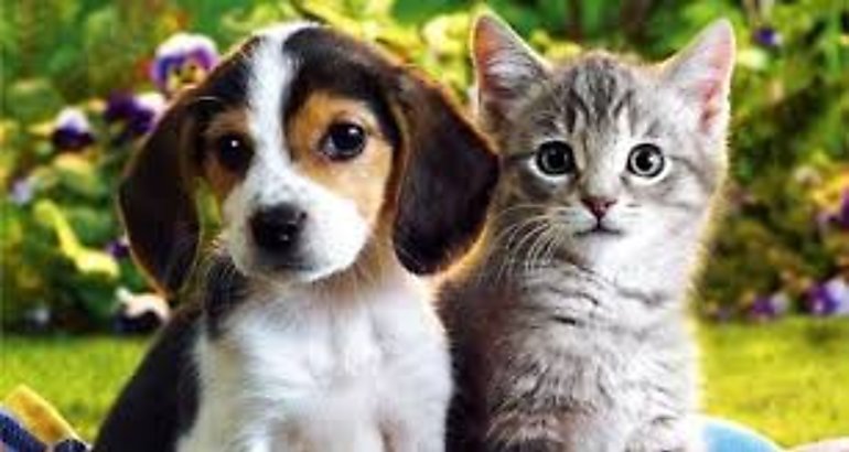 Perro  gato  mascotas  cachorros