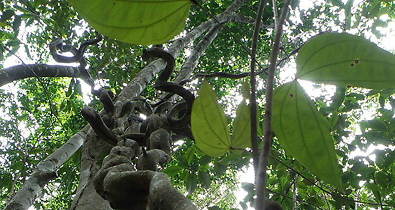 Lianas