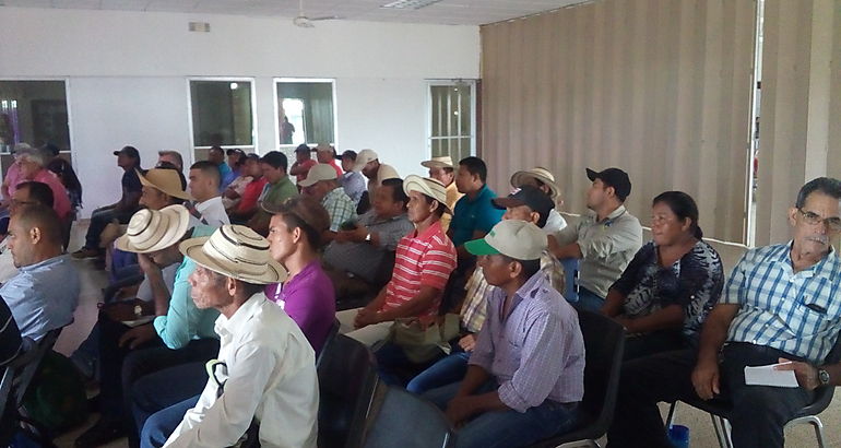 Productores de guand