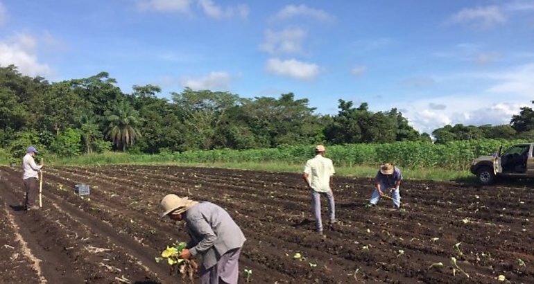 Agricultura Orgnica