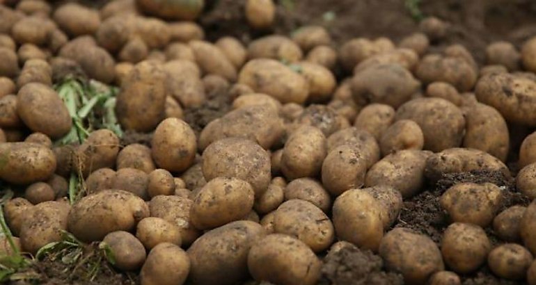 Papas  patatas