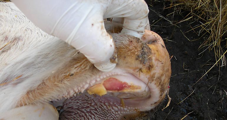 Brote de fiebre aftosa en Colombia