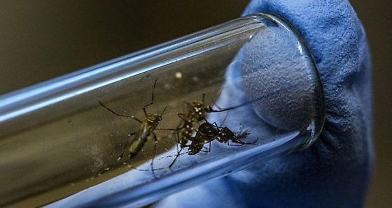Zika