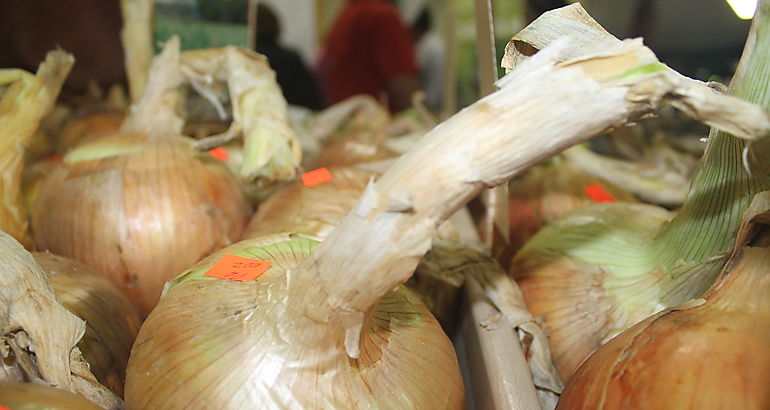 Cebollas